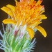 Adenophyllum porophyllum radiatum - Photo (c) Sune Holt, μερικά δικαιώματα διατηρούνται (CC BY-NC), uploaded by Sune Holt