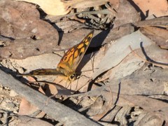 Heteronympha penelope