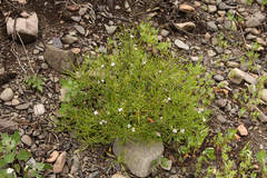 Dontostemon dentatus