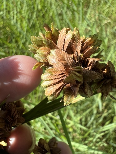 Cyperus unioloides iNat (2)