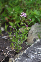 Dontostemon dentatus