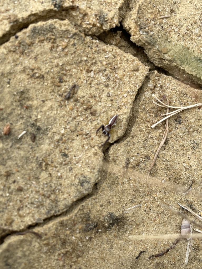 Common Hentz Jumping Spider from Mississippi State University ...