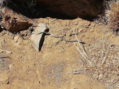 Philodryas chamissonis