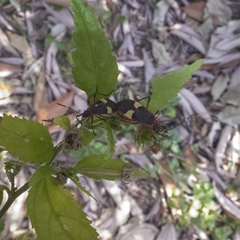 Dysdercus albofasciatus