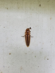 Semiotus ligneus image