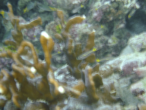 Apogonidae