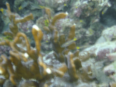 Ostorhinchus compressus