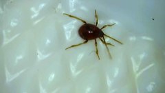 Gibbium aequinoctiale