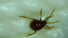 Gibbium aequinoctiale