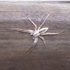 Arachosia praesignis