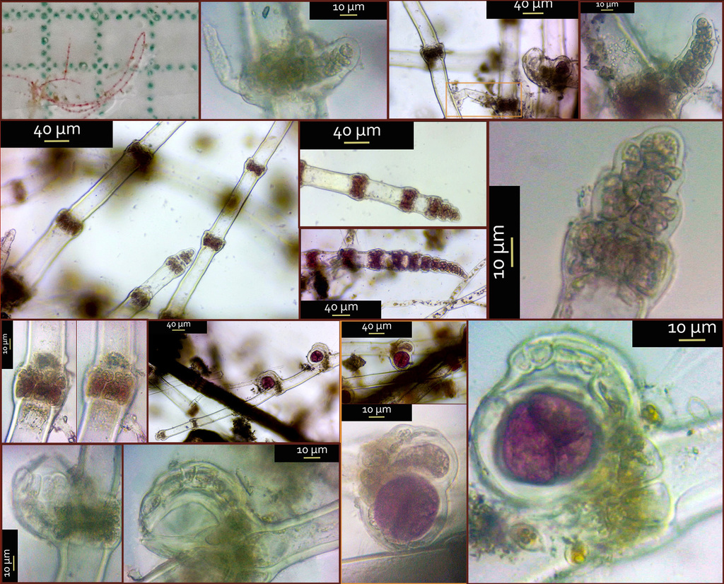 Ceramothamnion codii