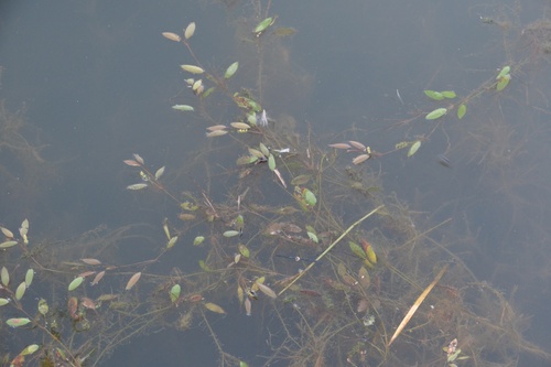 Potamogeton cristatus iNat (1)