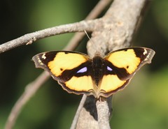 Junonia hierta hierta