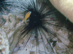 Ostorhinchus properuptus