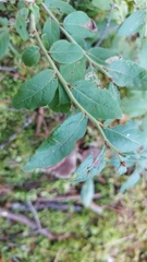 Vaccinium myrtilloides image