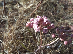 Asclepias senecionifolia