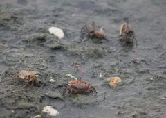 Gelasimus borealis