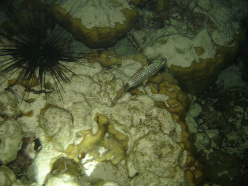 Cheilodipterus macrodon