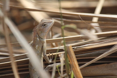 Calotes versicolor