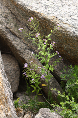 Dontostemon hispidus