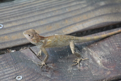 Calotes versicolor