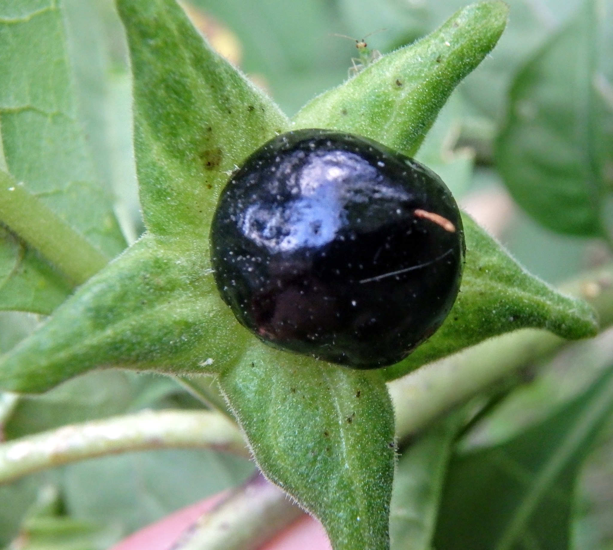 Atropa Belladonna Hindi Name