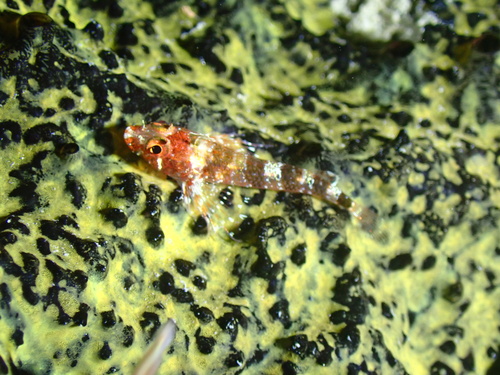 Lofty triplefin (Enneanectes altivelis) — Tripterygiidae
