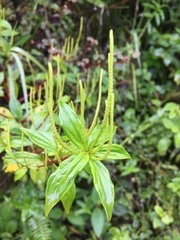 Peperomia lanceolata