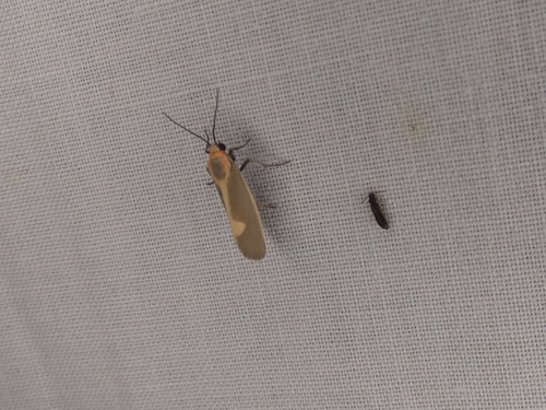 Lead-colored Lichen Moth photo 4