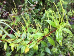 Peperomia lanceolata