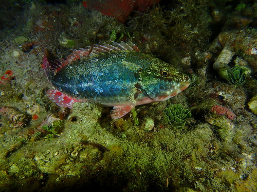 Redband Parrotfish