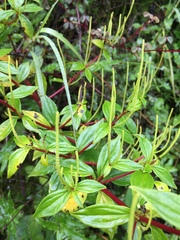 Peperomia lanceolata