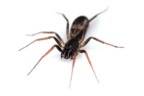 Galianoella leucostigma · iNaturalist