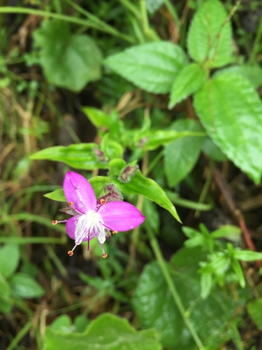 Elasis hirsuta (Elasis hirsuta)