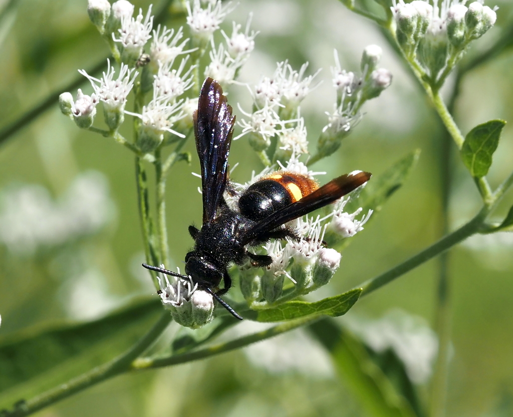 Two-spotted Scoliid Wasp from Fairfax, VA, USA on September 15, 2023 at ...