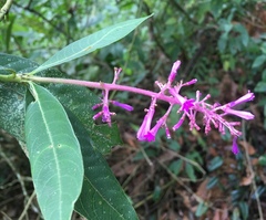 Palicourea angustifolia