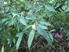 Palicourea angustifolia