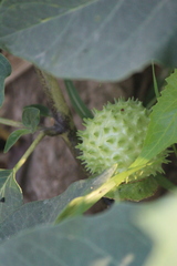 Datura metel