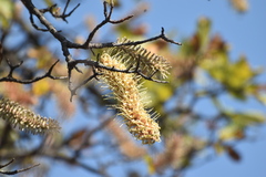 Transvaal Beech (Faurea rochetiana)