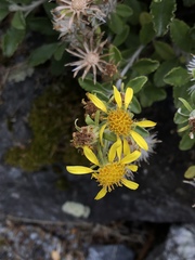 Brachyglottis monroi