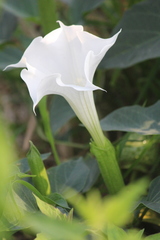 Datura metel