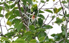 Haemorhous mexicanus