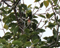 Haemorhous mexicanus