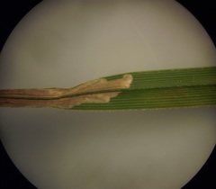 Cosmopterix attenuatella