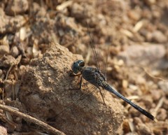 Diplacodes trivialis