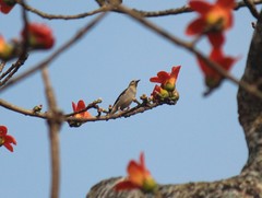 Spodiopsar sericeus