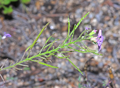 Dontostemon hispidus