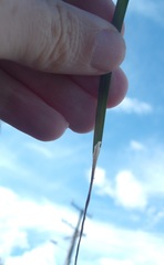 Cosmopterix attenuatella