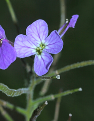 Dontostemon hispidus
