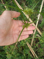 Cosmopterix attenuatella